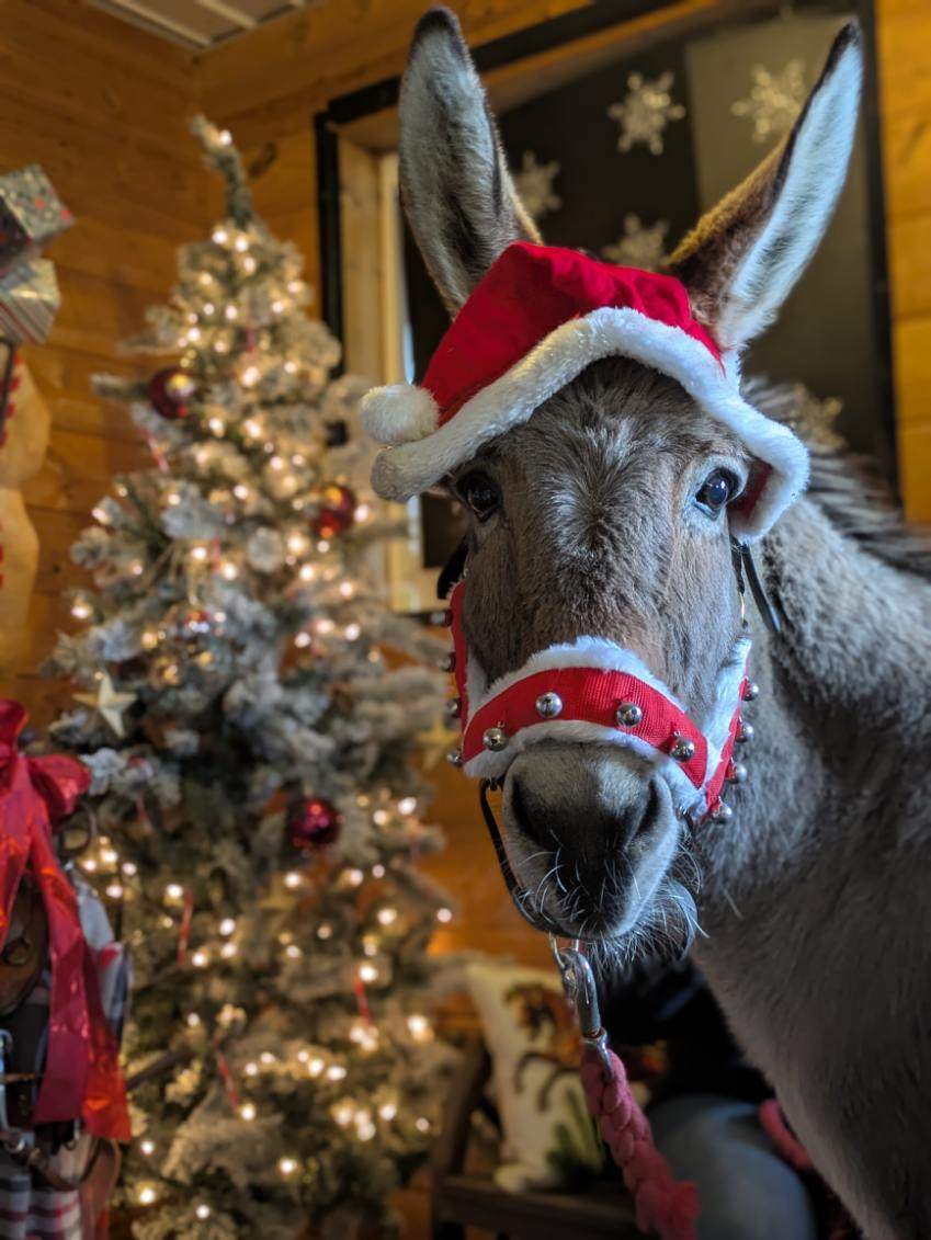 Come Cuddle with our Adorable Farm Pets